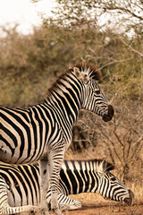 Fototapeta na wymiar Dos cebras en el parque Kruger, Sudáfrica.