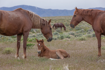 Naklejka na ściany i meble Wild Horse Mare and Cute Foal in the Utah Desert