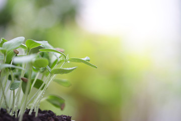 Green Growing sappling plant with dark brown solid 
