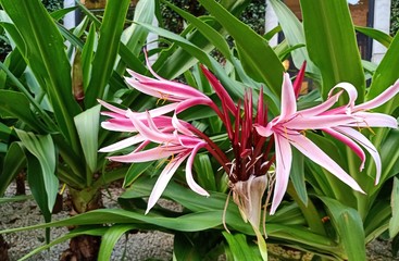 Obraz premium Purple lilies and beautiful green leaves