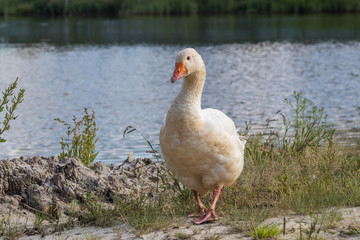 Naklejka na ściany i meble White goose on the lake