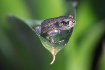 Obraz premium Frosch im Trockenen