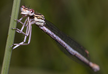 Libelle