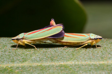 Symmetrisches Paar