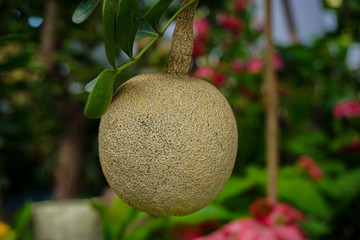 The Wood Apple is a fantastic fruit with a really funny smell. The fruit is like a delicious tamarind and raisin jam. Get a sample of wood apple!