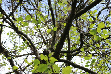 Fototapeta premium View into a blooming tree crown of beech in spring with young, green leaves