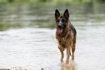 Un chien dans un cadre naturel extérieur en train de jouer avec de l'eau