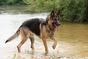 Un chien dans un cadre naturel extérieur en train de jouer avec de l'eau