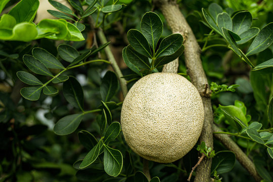 Besides wood-apple, it may be called elephant apple, monkey fruit, curd fruit, kath bel and other dialectal names in India or Bangladesh.