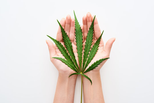 top view of hemp leaf in hands on white background