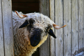 A Valais blacknose sheep looking out of a barn.