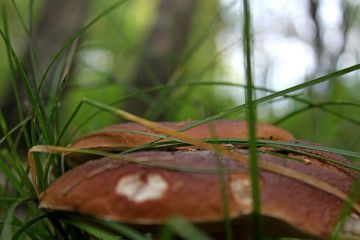 Edible mushroom of medium size, growing in the forest in the middle of summer. A unique image of the surrounding nature.