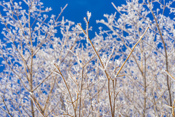 Maple branches covered in frost.