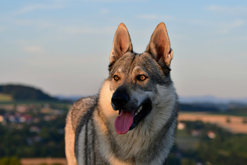 Portrait of a czechoslovakian wolfdog.