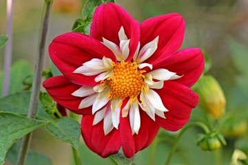 Rote Collarette-Dahlie (Dahlia variabilis 'Dandy Improved Mix') © Schmutzler-Schaub