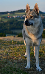 A czechoslovakian wolfdog standing in the grass.