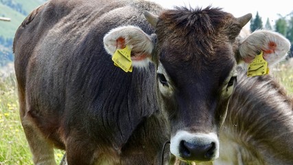 Kühe, Kuh in den Bergen, Almwiese mit Rind in den Alpen
