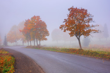 Fototapeta premium road winding through fog in autumn. beautiful fall scenery with trees in colorful foliage. amazing october weather in the morning. 