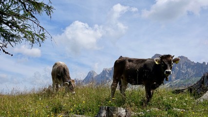 Kühe, Kuh in den Bergen, Almwiese mit Rind in den Alpen