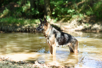 Un chien dans un cadre naturel extérieur en train de jouer avec de l'eau
