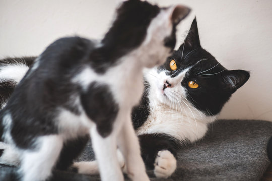 Two funny black and white tuxedo cats are fighting among themselves.