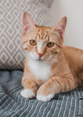 Cute little ginger cat laying in gray blanket at home, relax time