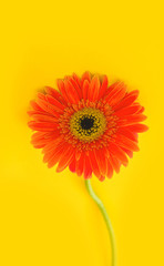 Bright beautiful gerbera flowers on sunny yellow background. Concept of warm summer and early autumn. Place for text, lettering or product. View from above, Copy space. Flatlay.