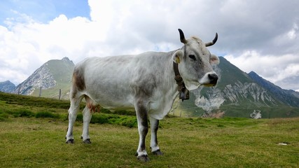 Fototapeta na wymiar Kühe, Kuh in den Bergen, Almwiese mit Rind in den Alpen