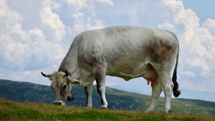 Kühe, Kuh in den Bergen, Almwiese mit Rind in den Alpen