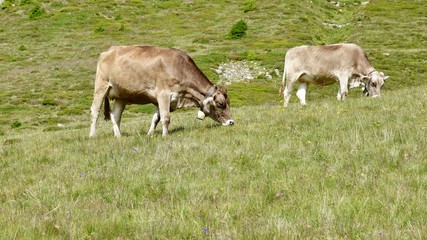 Kühe, Kuh in den Bergen, Almwiese mit Rind in den Alpen