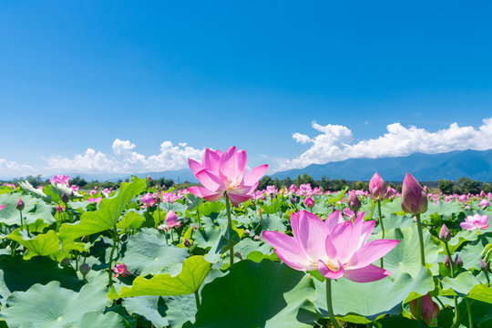 れんこん畑 の画像 19 122 件の Stock 写真 ベクターおよびビデオ Adobe Stock