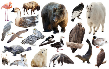 Fototapeta premium american animals isolated on white