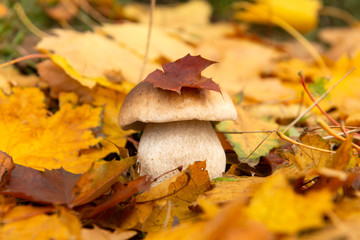 mushroom in autumn leaves on nature