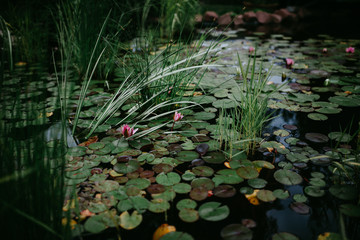 pond with water lilies