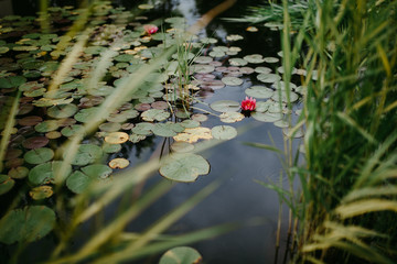 pond with water lilies