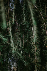coniferous green abstract background