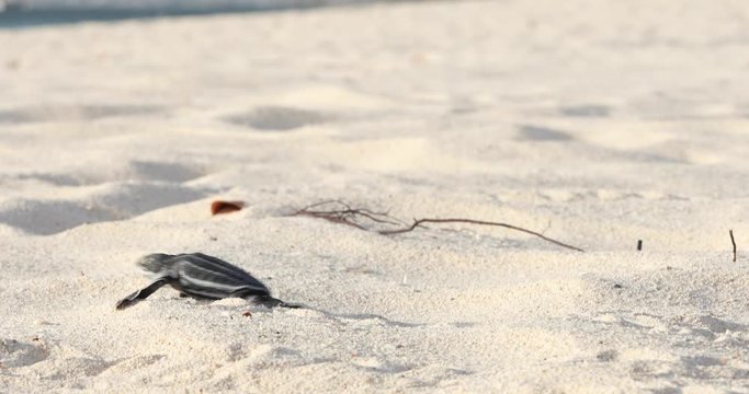 Baby turtle crawling on sand to water