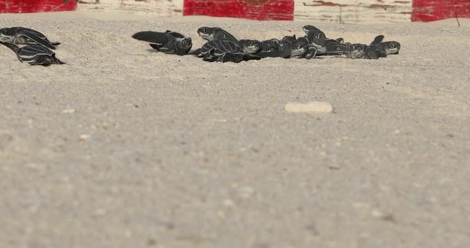 Baby turtles crawling on sand to water