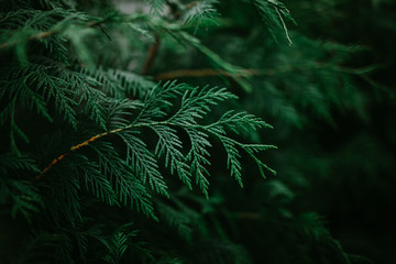 coniferous green abstract background