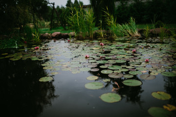 pond with water lilies