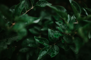 background with green leaves