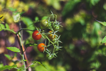 Wild tomatoes on a branch