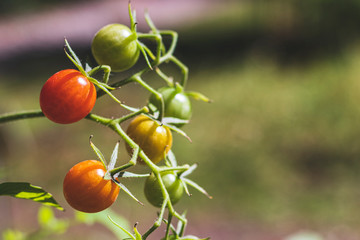 Wild tomatoes on a branch