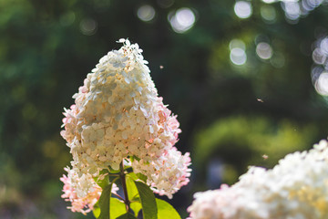 Hydrangea serrata in the city Park