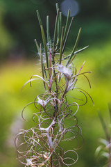 Dry fluffy flowers in the Park