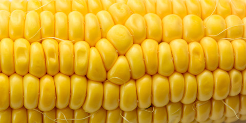 grain of corn on a white background close-up. Concept - Diet