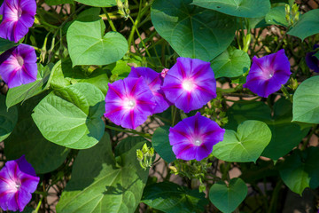 Violet morning glory. Weaving flowers. Beautiful natural background of flowers and large leaves.