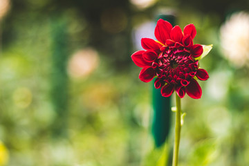 Red dahlias in the Park on a blurred background