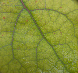 Close up, green leaf texture as green nature abstract background