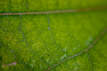 Close up, green leaf texture as green nature abstract background